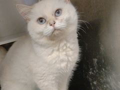 -瑞鹏宠物医院·超声·骨科·奇麟分院(蜀都万达店)