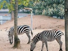 -泉州海丝野生动物世界