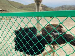 -新疆天山野生动物园