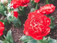 -上海鲜花港
