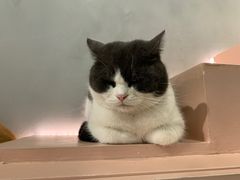 -猫儿山۰猫主题餐厅
