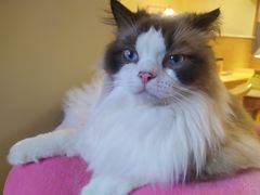 -滚猫咖啡·猫咖·猫友好撸猫(未来城店)