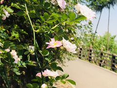 -白鹭湾湿地公园