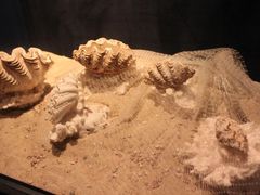 -亚龙湾中心广场·贝壳馆