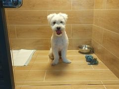 -宠物之家Pets Home 宠物寄养酒店