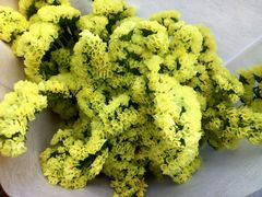 -沪花拾者(好再来花卉鲜花店)