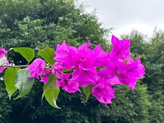 -莲花山公园