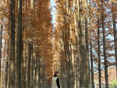 -黄海国家森林公园