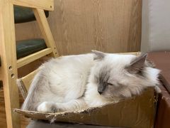 -MOCHA明星猫咖(田子坊店)