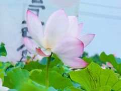 -嘉北郊野公园