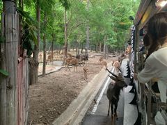 -清迈夜间动物园