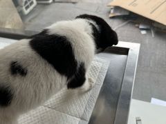 -申普宠物医院·眼科·心内科·影像科(普陀分院)