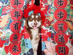 -超宠爱宠物摄影-Super pet