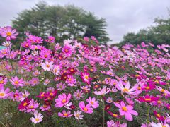 -松山湖梦幻百花洲