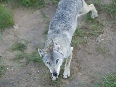 -鄂尔多斯野生动物园