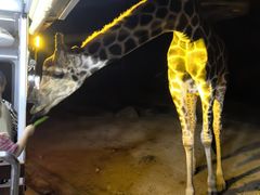 -清迈夜间动物园