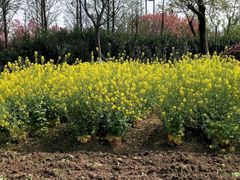 -田园东方蜜桃村的田野营地