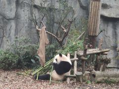 景点-成都大熊猫繁育研究基地