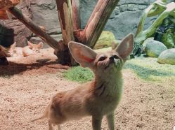 点击看大图 -Zoolung Zoolung动物主题公园(海信广场店)