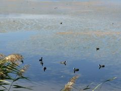 -野鸭湖国家湿地公园