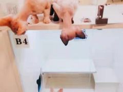 -十年猫舍·猫咪专门店(普陀店)