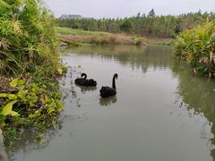 -瑶湖郊野森林公园