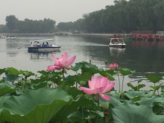 -东兴顺爆肚张