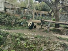 -成都动物园