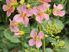 -中国天府农业博览园