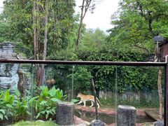 -清迈夜间动物园