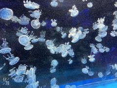 -海合安成都极地海洋公园