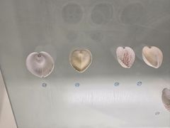 -青岛贝壳博物馆