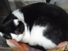 -Anne猫窝咖啡屋