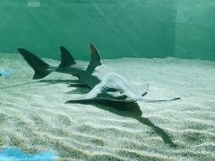 -上海海洋水族馆
