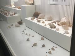 -青岛贝壳博物馆