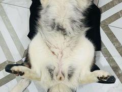 -星多哈·狗咖·拼豆·咖啡