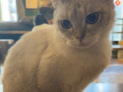 -猫猫幼稚园·撸猫·桌游·电玩