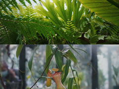 -国家植物园南园