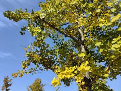 -武汉紫薇都市田园