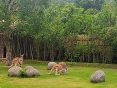 -泉州海丝野生动物世界