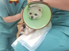 -小伙伴宠物医院•急重症转诊中心·老年专科·犬猫全科(北大街总院)