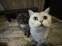 -壹六猫窝(谷德店)