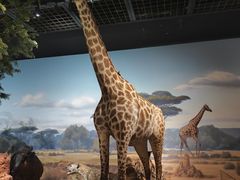 -陕西自然博物馆