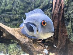 -上海海洋水族馆