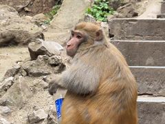 -贵州森林野生动物园