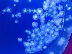-海合安武汉极地海洋公园