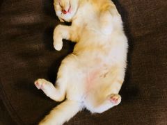-李小姐の猫咖啡馆(五角场店)