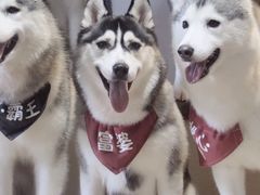 -Husky Go! 哈士奇体验馆·宠物咖啡厅狗咖