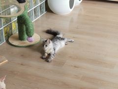 -十年猫舍·猫咪专门店(普陀店)