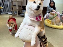 -逗柴咖啡屋·狗咖猫咖宠物桌游